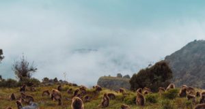How to Visit the Gelada Monkeys in Ethiopia