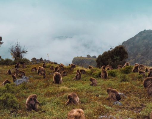 How to Visit the Gelada Monkeys in Ethiopia