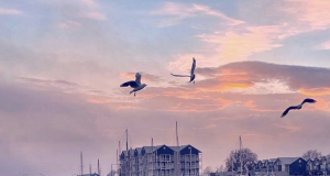 The 12 Best Things to do in Launceston